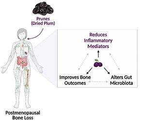 Illustration of a person with postmenopausal bone loss eating prunes (dried plums) with a highlight on the gut showing a triangle of two-way feedback between each side: Reduces Inflammatory Mediators, Improves Bone Outcomes, Alters Gut Microbiota.